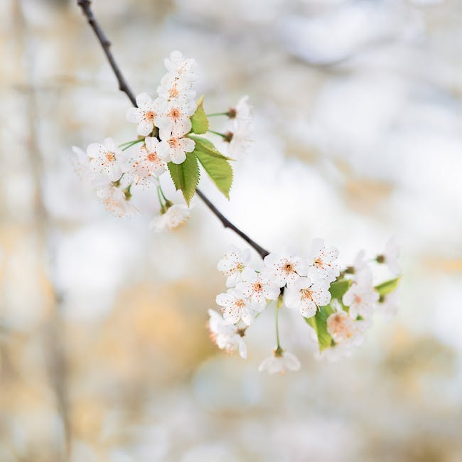 Choix de boucles d'oreilles de mariage saisonnières : Des motifs floraux du printemps aux étincelles hivernales.